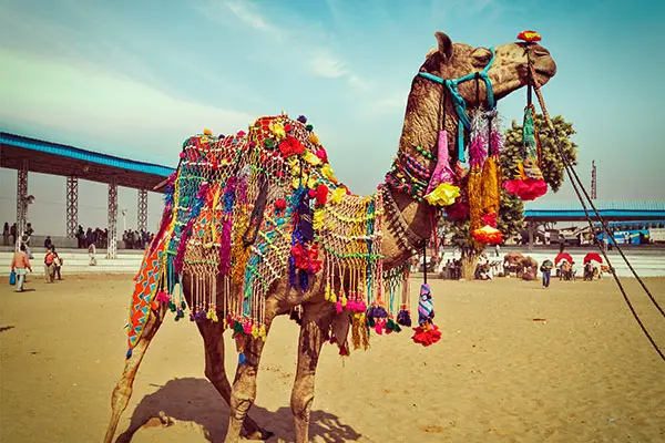 Artistic Spirit of Pushkar